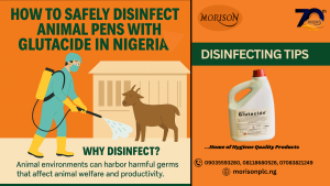 Read more about the article How to Safely Disinfect Animal Pens with Glutacide in Nigeria